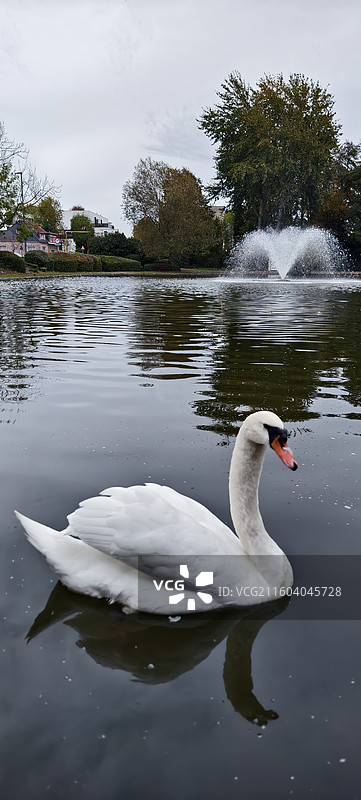 比利时布鲁塞尔，扎芬特姆小镇中央公园，天鹅图片素材