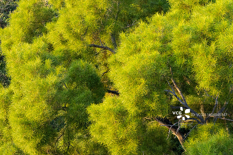 台湾相思树图片素材