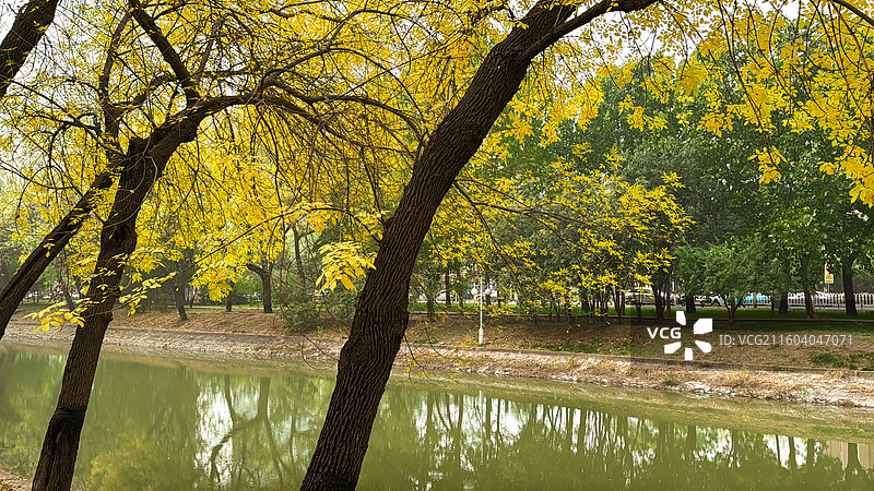 天津南运河秋色图片素材