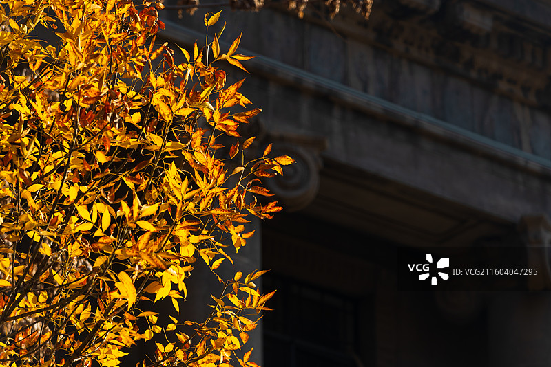 解放北路秋色图片素材