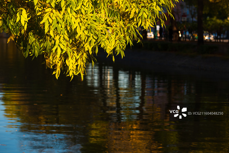 天津南运河秋色图片素材