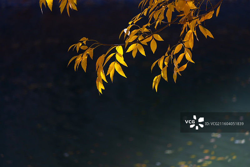 天津南运河秋色图片素材