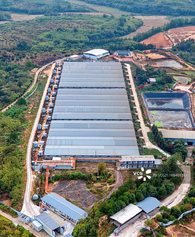 无人机航拍江西抚州金溪县乡村标准化养猪基地养殖场猪场，环保设施，蔬菜基地等配套设施齐全。图片素材