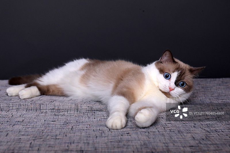 黑色背景影棚拍摄的小猫图片素材