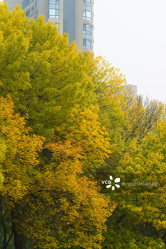 天津南运河秋色图片素材
