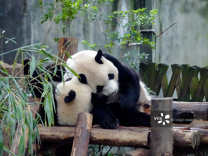 熊猫芝芝和幼崽贴贴2图片素材