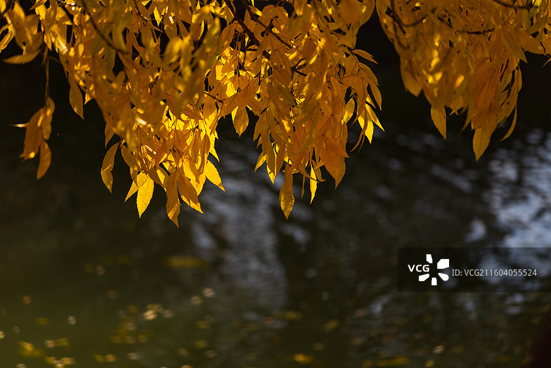 天津南运河秋色图片素材