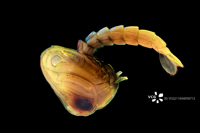 蚊子蛹图片素材