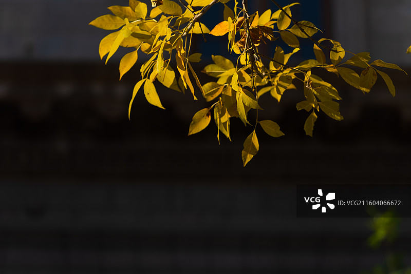 解放北路秋色图片素材