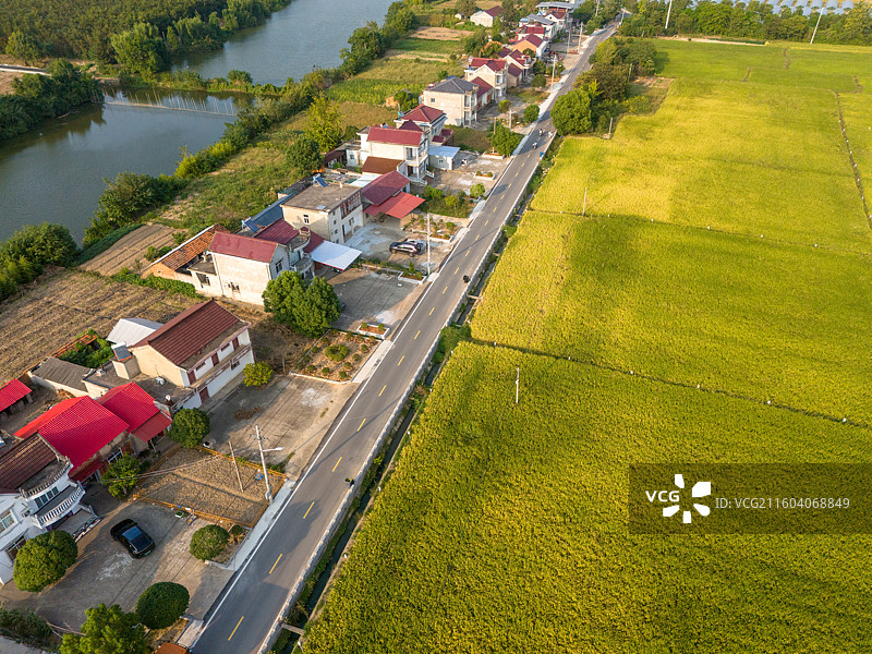 安徽省池州市东至县金色稻田收割机航拍图片素材