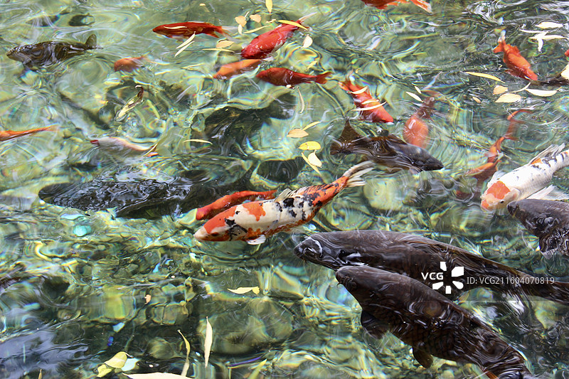 济南趵突泉公园濯缨池清澈泉水锦鲤鱼悠游图片素材
