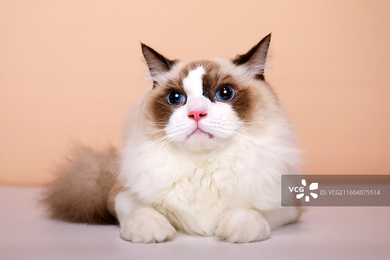 趴着的布偶猫图片素材