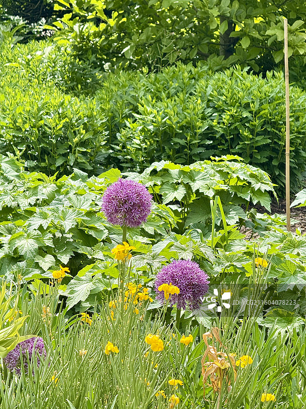 英国伦敦肯辛顿花园里的紫色大花葱图片素材