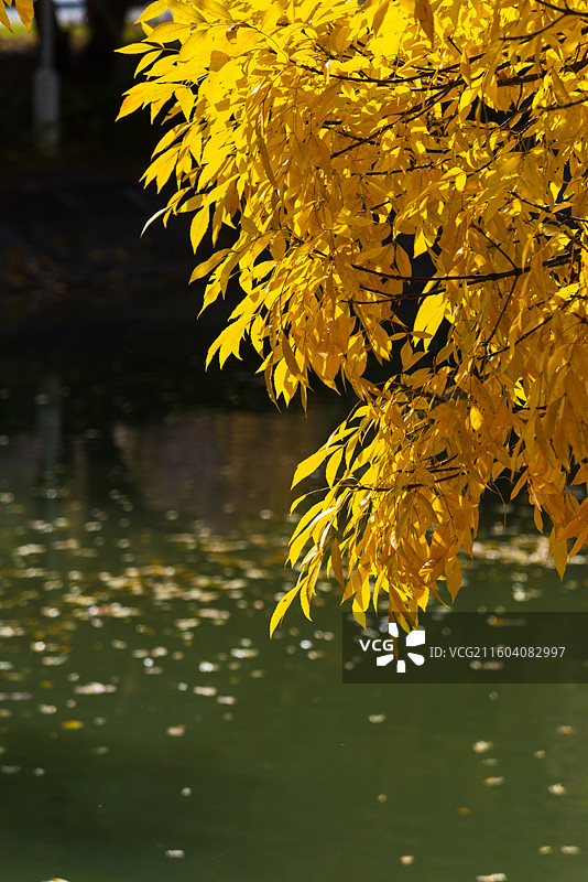 天津南运河秋色图片素材