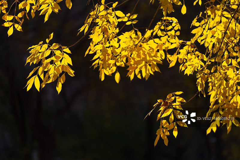 天津南运河秋色图片素材