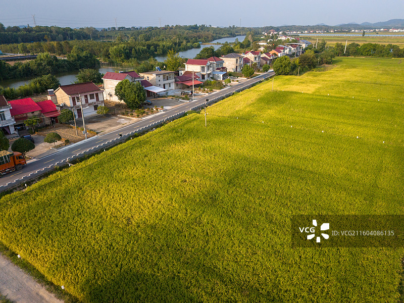 安徽省池州市东至县金色稻田收割机航拍图片素材