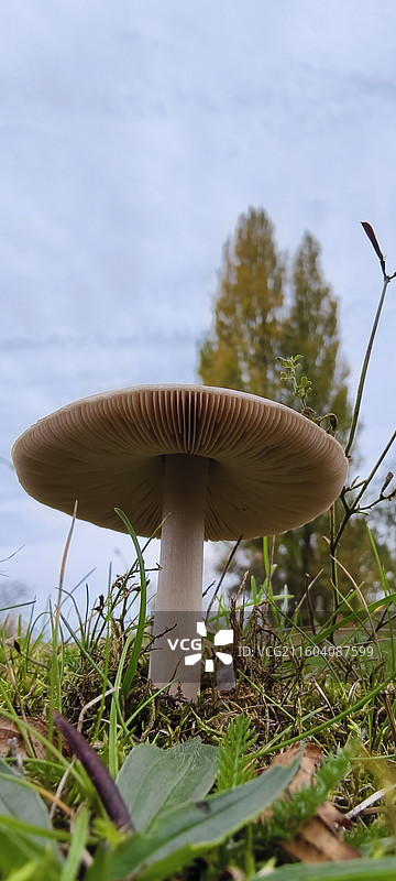 比利时布鲁塞尔，扎芬特姆小镇，蘑菇图片素材