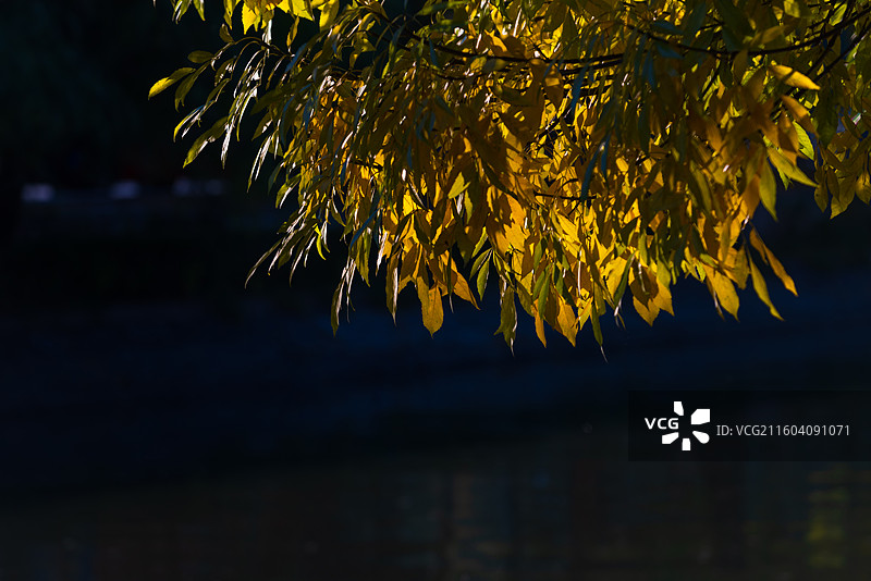 天津南运河秋色图片素材