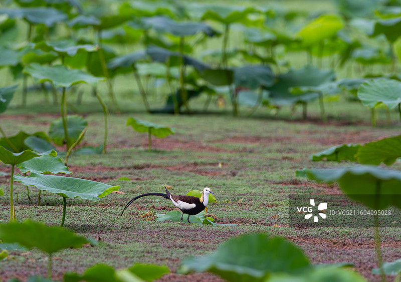 荷塘里的野生鸟类水雉图片素材