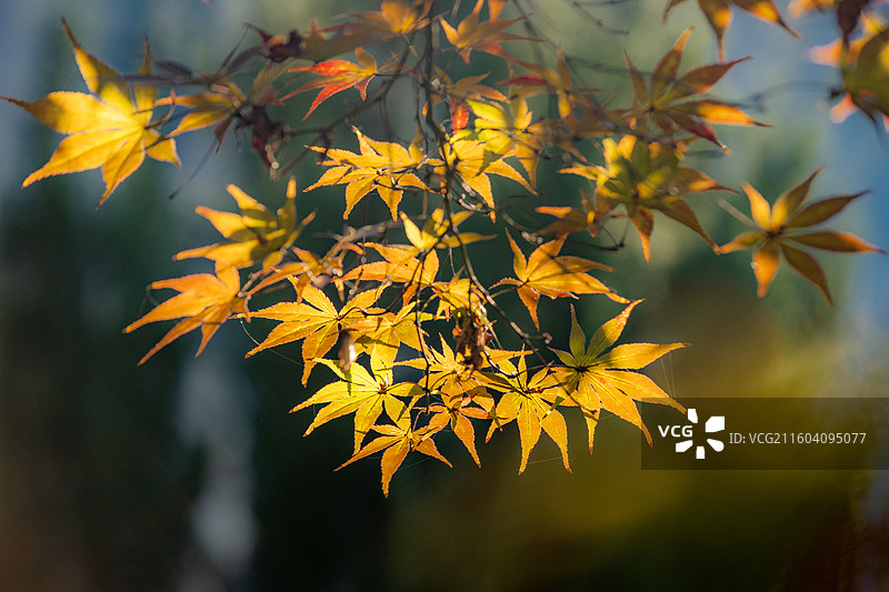 湖北恩施鹤峰县满山红景区枫树图片素材