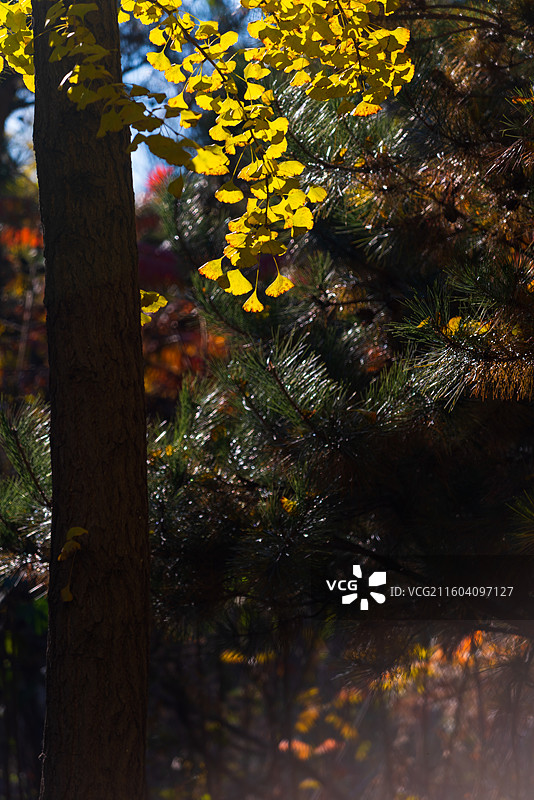 天津南运河秋色图片素材