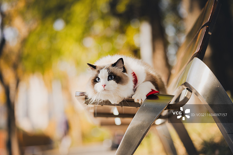 秋日外景布偶猫图片素材