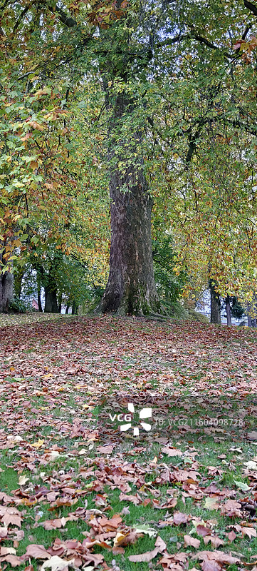 比利时布鲁塞尔，扎芬特姆小镇中央公园图片素材