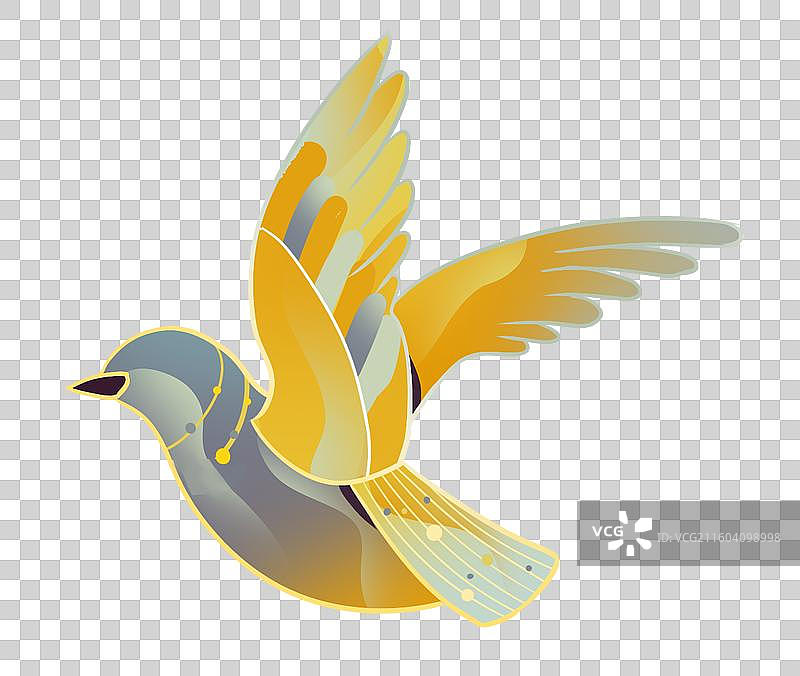 鸟类 自然 动物 斑鸠 鸽子图片素材