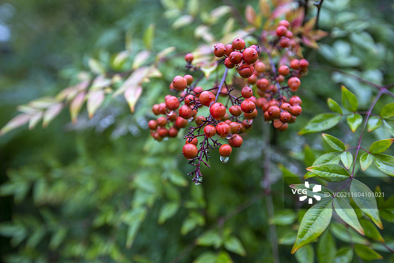 陕西省汉中市兴汉胜境景区内结红色果实的南天竹图片素材