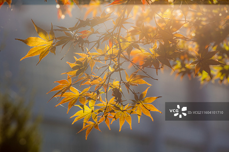 湖北恩施鹤峰县满山红景区枫树图片素材