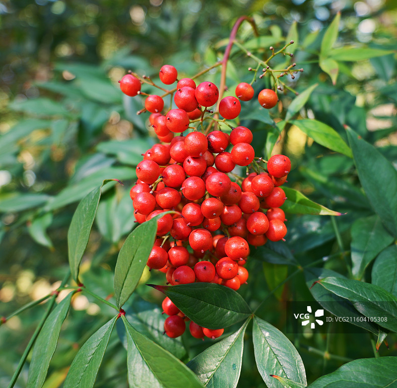 南天竹的红色果实图片素材