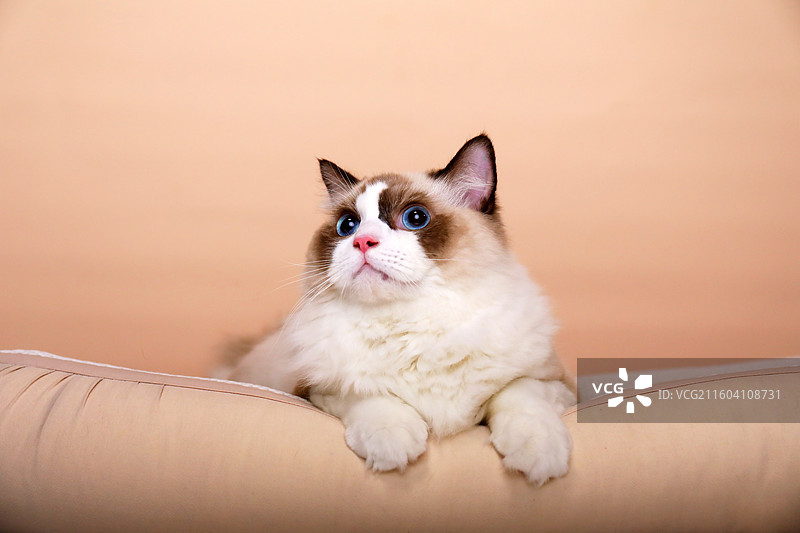 趴着的布偶猫图片素材