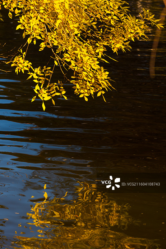 天津南运河秋色图片素材