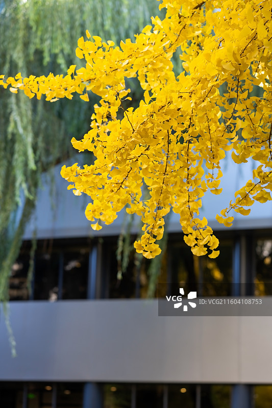 秋天北京首都宾馆银杏风光图片素材