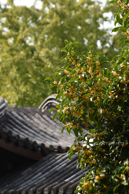 晴空下植物的低角度视图，桂花，盛开的桂花图片素材