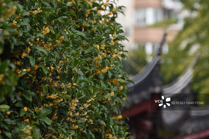 桂花，盛开的桂花图片素材