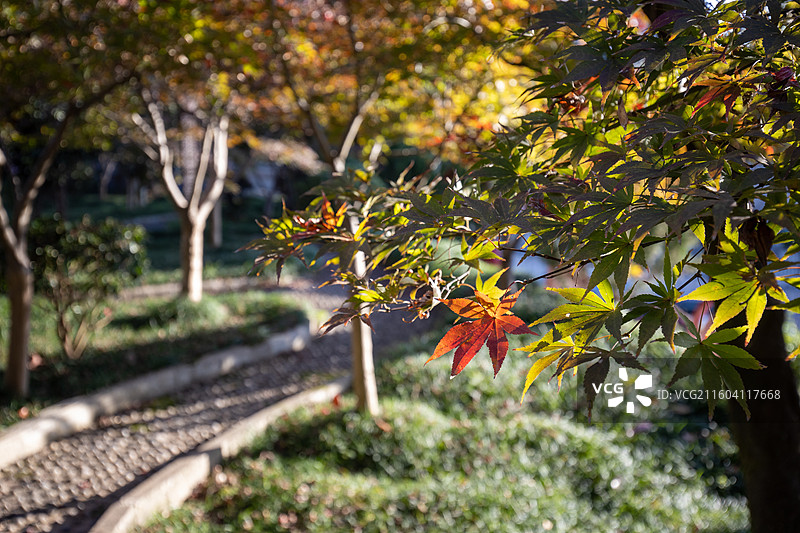 湖北恩施鹤峰县满山红景区枫树图片素材