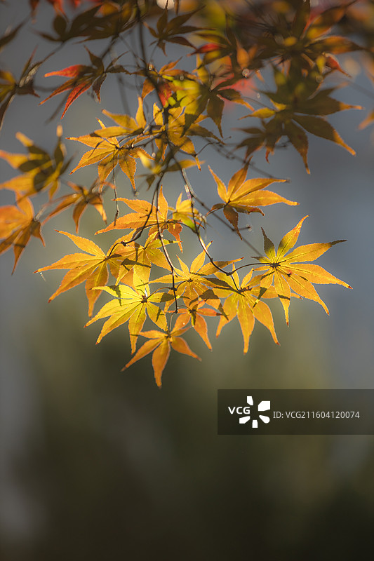 湖北恩施鹤峰县满山红景区枫树图片素材