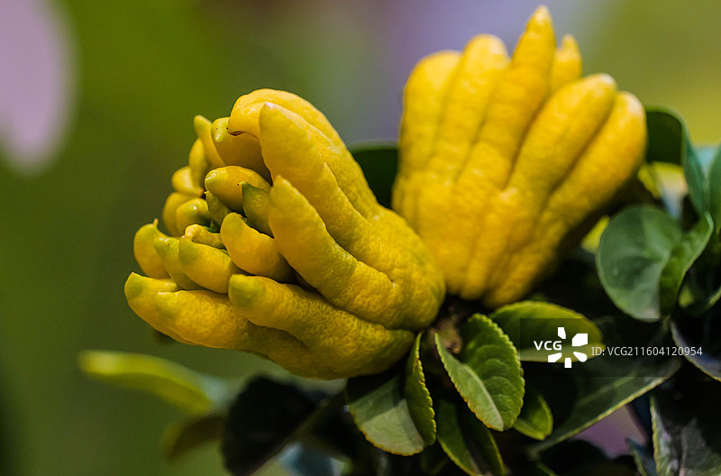 双头佛手近距离特写图片素材