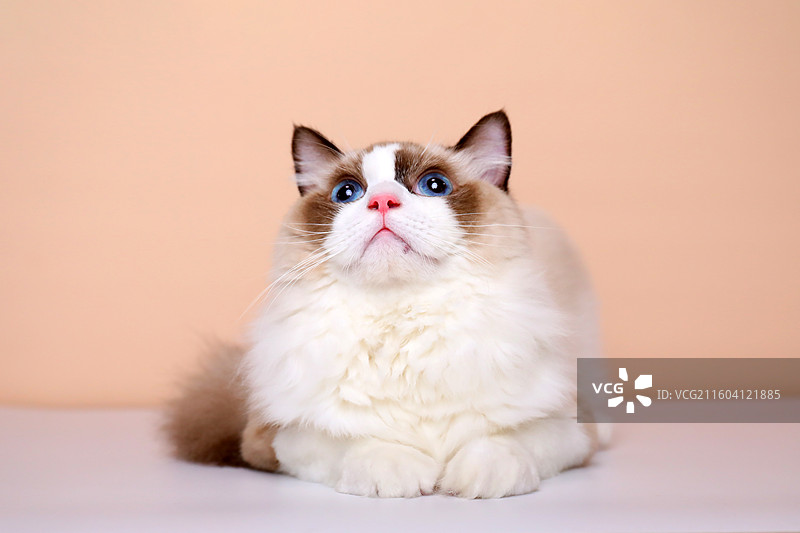 趴着的布偶猫图片素材