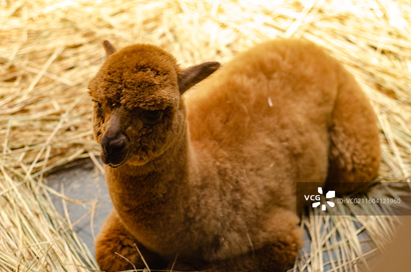 卧在干草堆的一只可爱的棕色羊驼图片素材