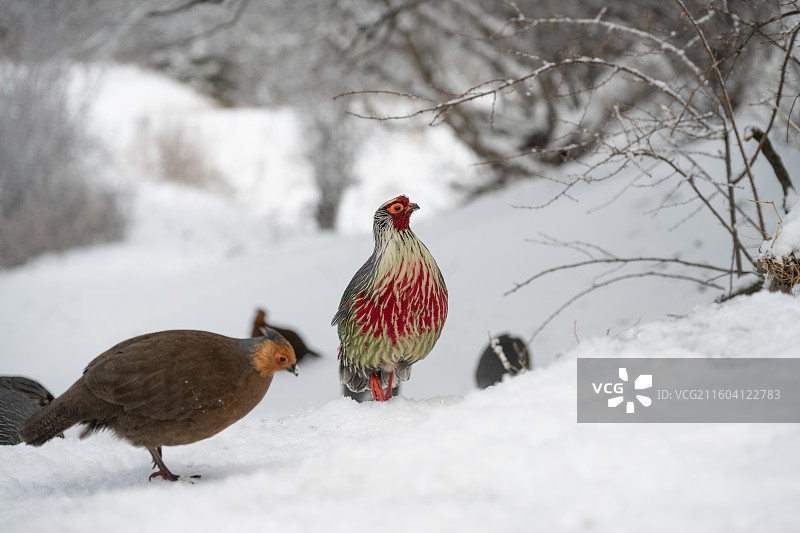 卡久寺大学中的血雉图片素材