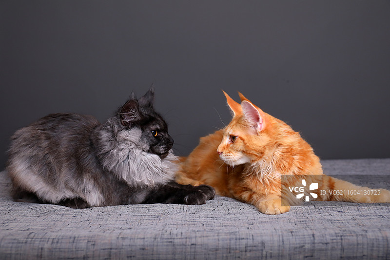 黑色背景影棚拍摄的小猫图片素材