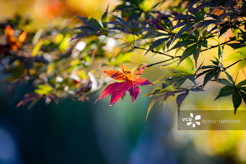 湖北恩施鹤峰县满山红景区枫树图片素材