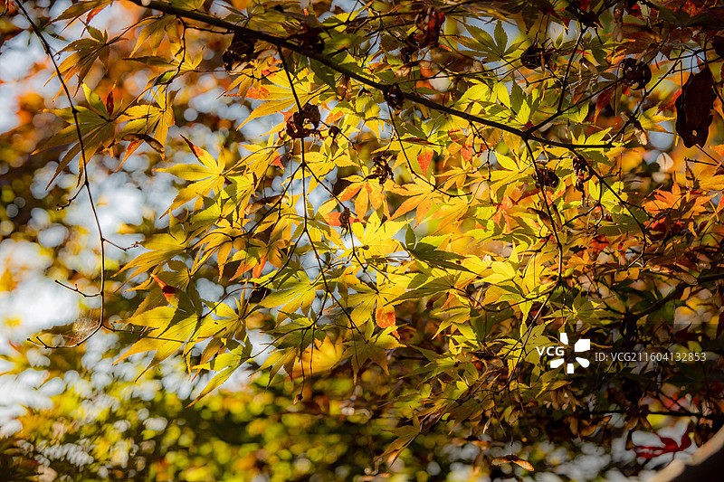 湖北恩施鹤峰县满山红景区枫树图片素材