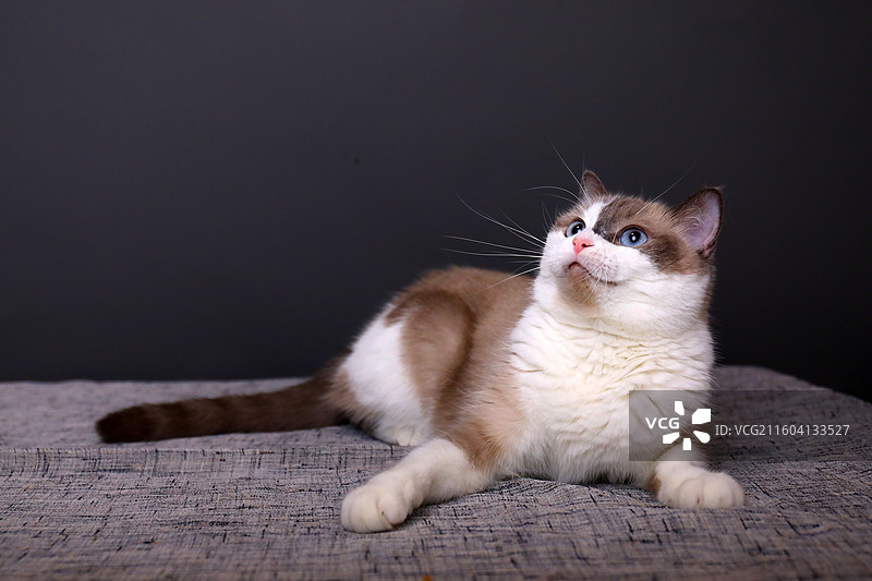 黑色背景影棚拍摄的小猫图片素材