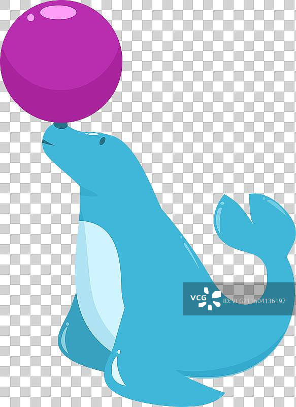 马戏团海豹用鼻子平衡紫色球图片素材