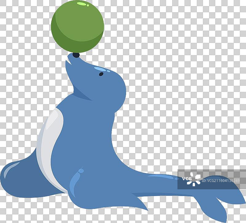 马戏团的海豹在鼻子上顶着一个绿色的球图片素材