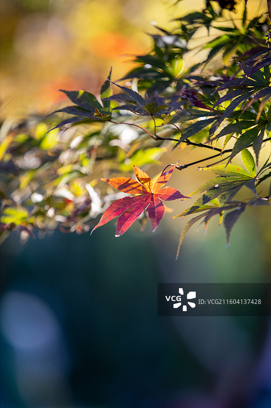 湖北恩施鹤峰县满山红景区枫树图片素材