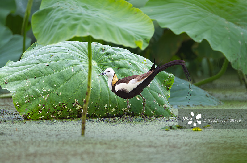 荷塘里的野生鸟类水雉图片素材